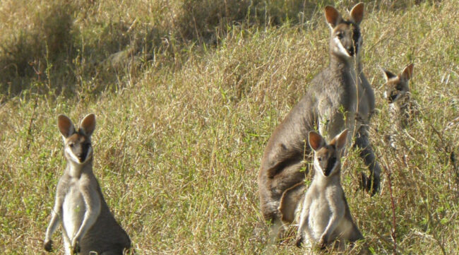 Araucaria-Eco-tours-Kids-Nature-Scenic-Rim
