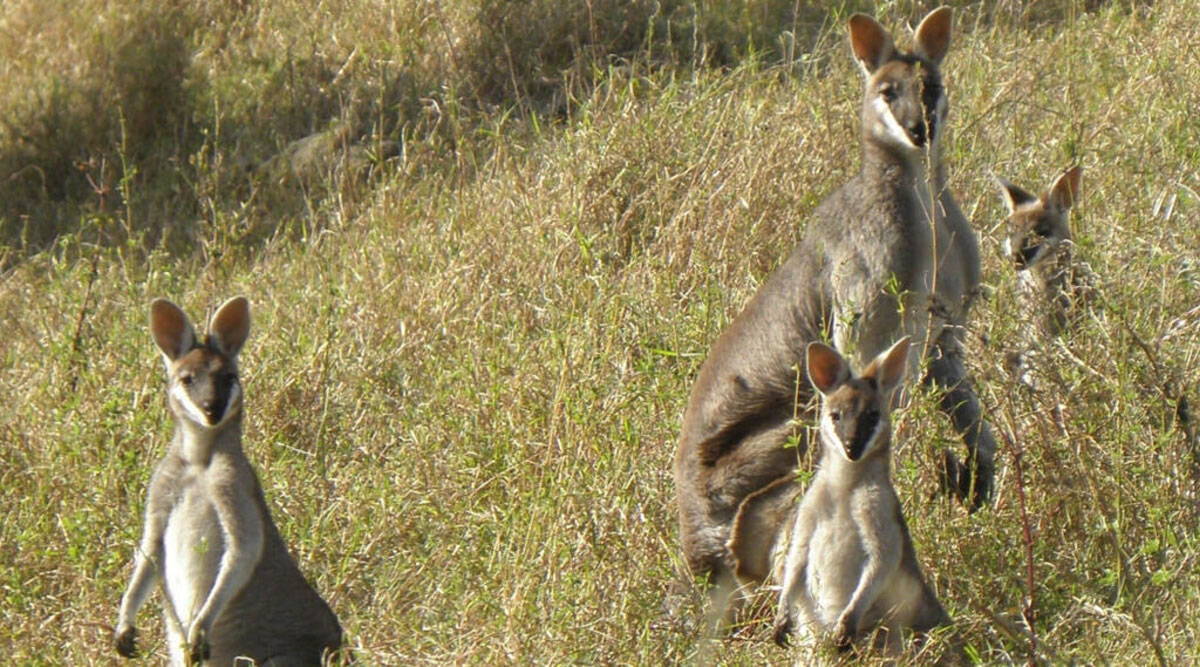 Araucaria-Eco-tours-Kids-Nature-Scenic-Rim